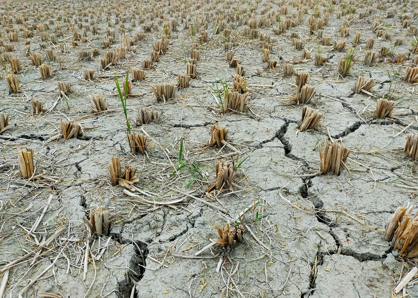 photo_himel hasanuzzaman