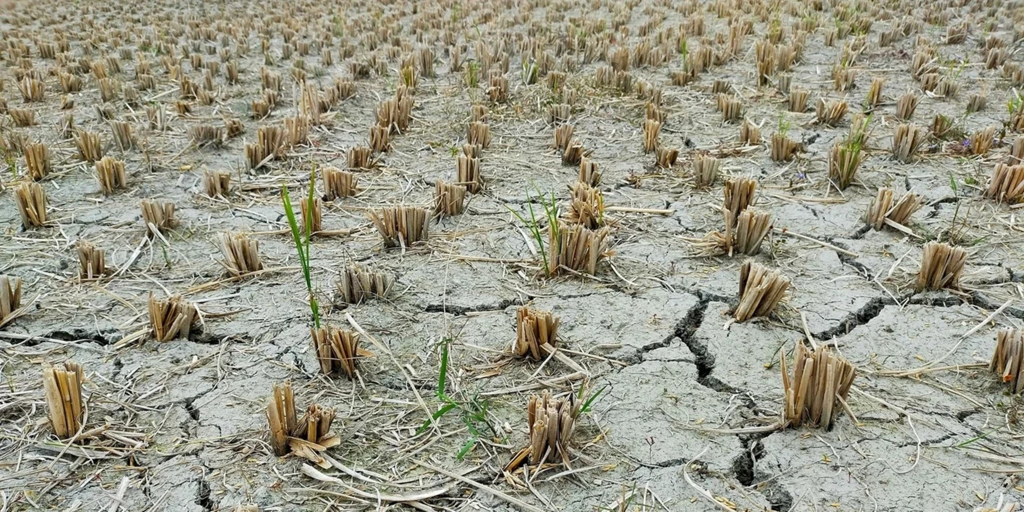 photo_himel hasanuzzaman